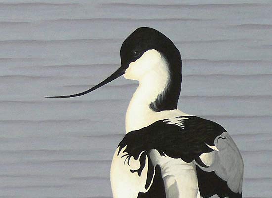 Avocets painting by Chris Lodge