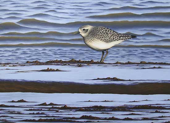 grey plover by bird artist chris lodge