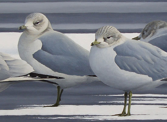 gulls bird art by bird artist chris lodge
