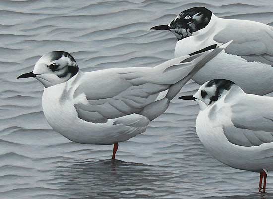 little gulls bird art by bird artist chris lodge