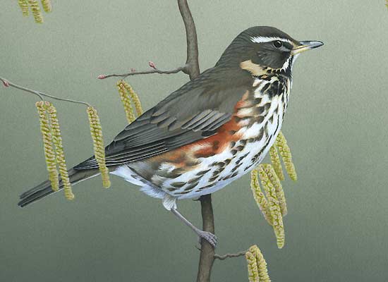 Redwing bird art by chris lodge bird artist