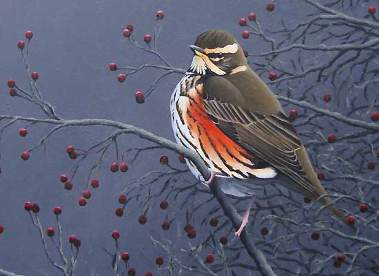 Redwing bird art by Chris Lodge, bird artist