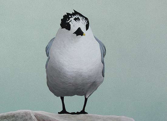 sandwich terns bird art by Chris Lodge