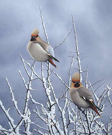 waxwing oil painting of birds by bird artist Chris Lodge