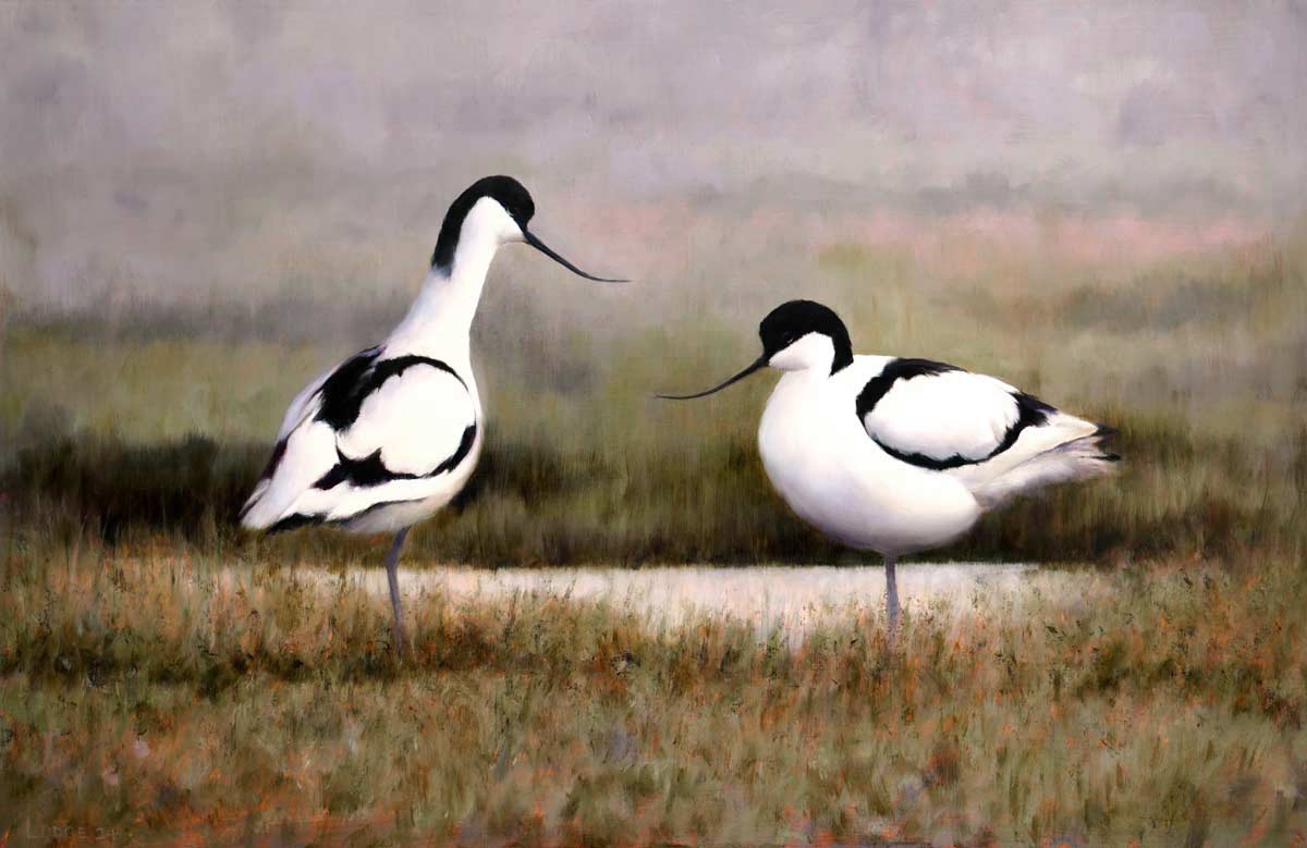 Avocet Pair painting Bird Art by Chris Lodge