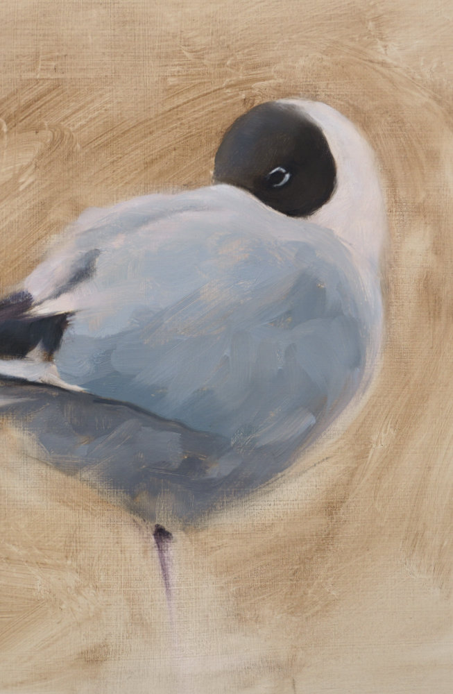 Black Headed Gull - An Original Oil Painting By Bird Artist Chris Lodge