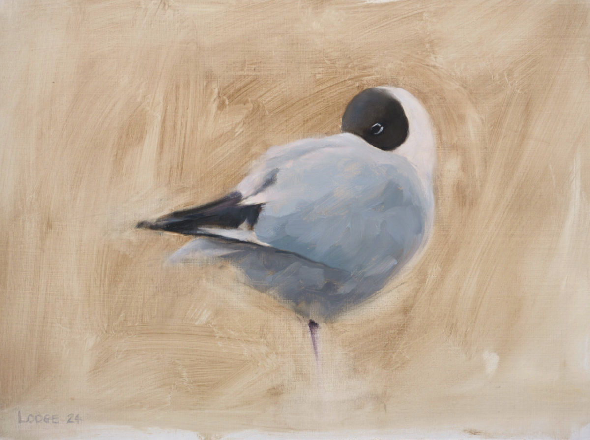 Black Headed Gull painting Bird Art by Chris Lodge