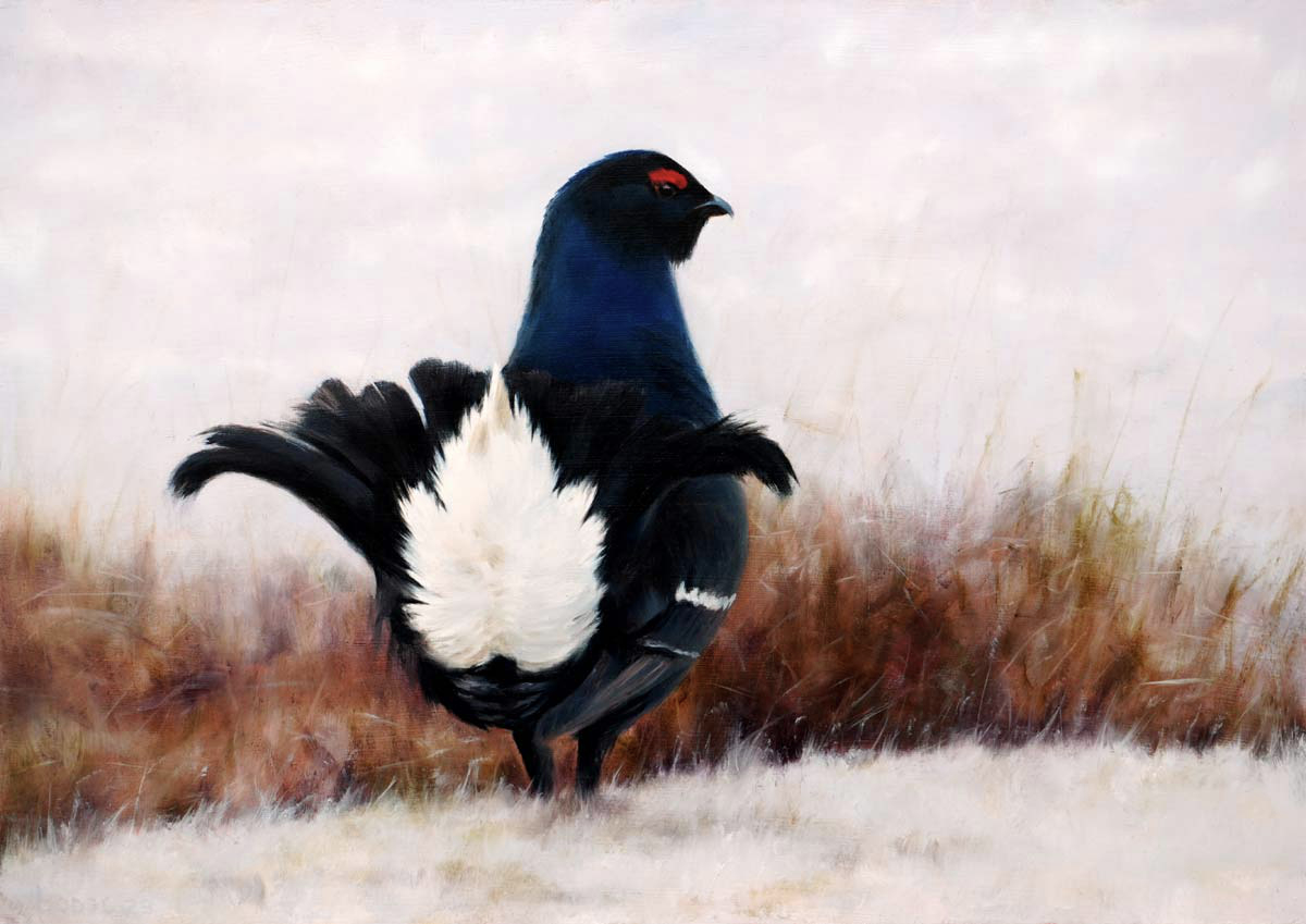 Black Grouse painting Bird Art by Chris Lodge