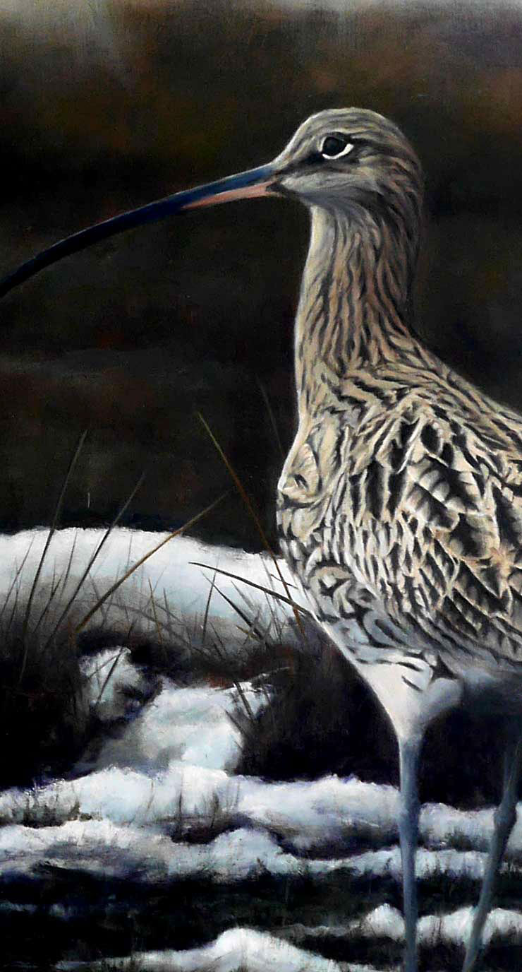 Curlew - Winter Marsh - An Original Oil Painting By Bird Artist Chris Lodge