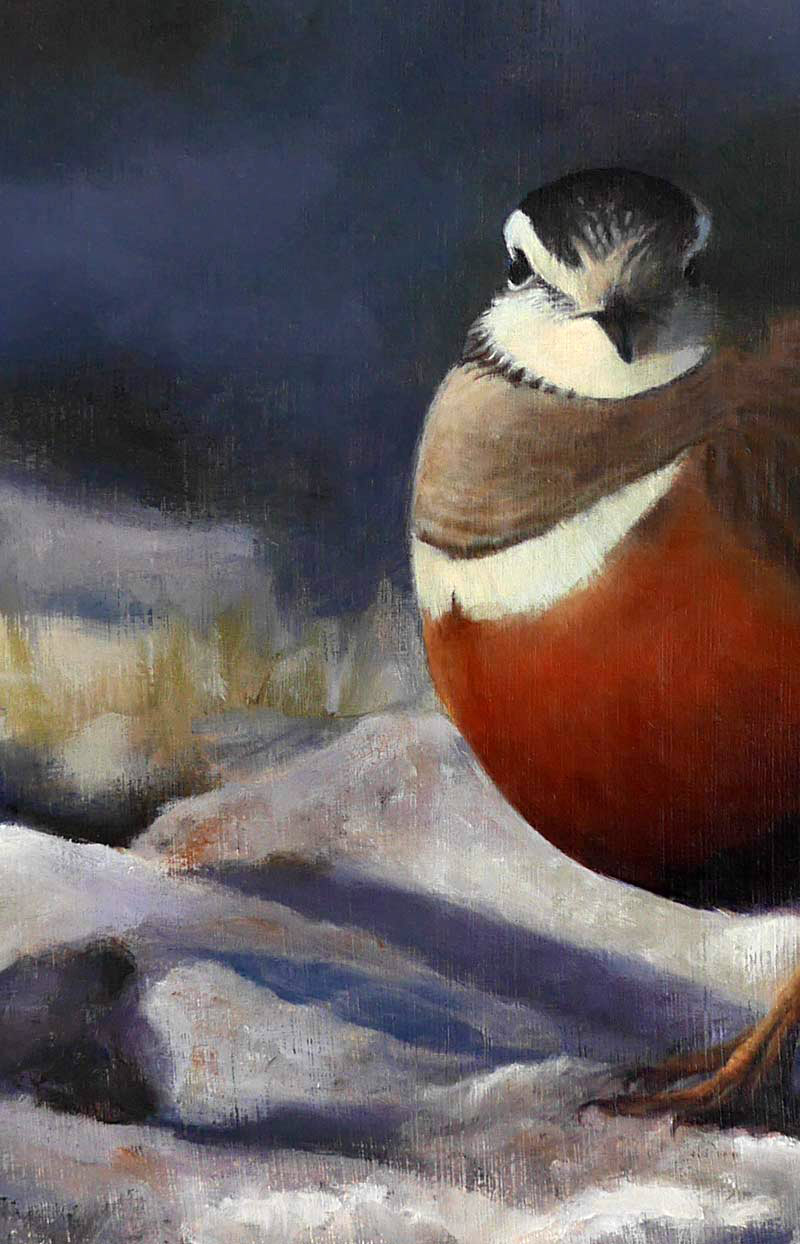 Dotterel - An Original Oil Painting By Bird Artist Chris Lodge