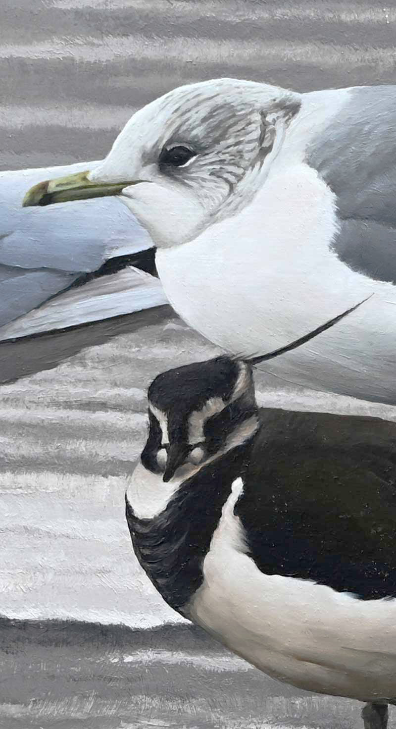 Gulls and Lapwing - An Original Oil Painting By Bird Artist Chris Lodge