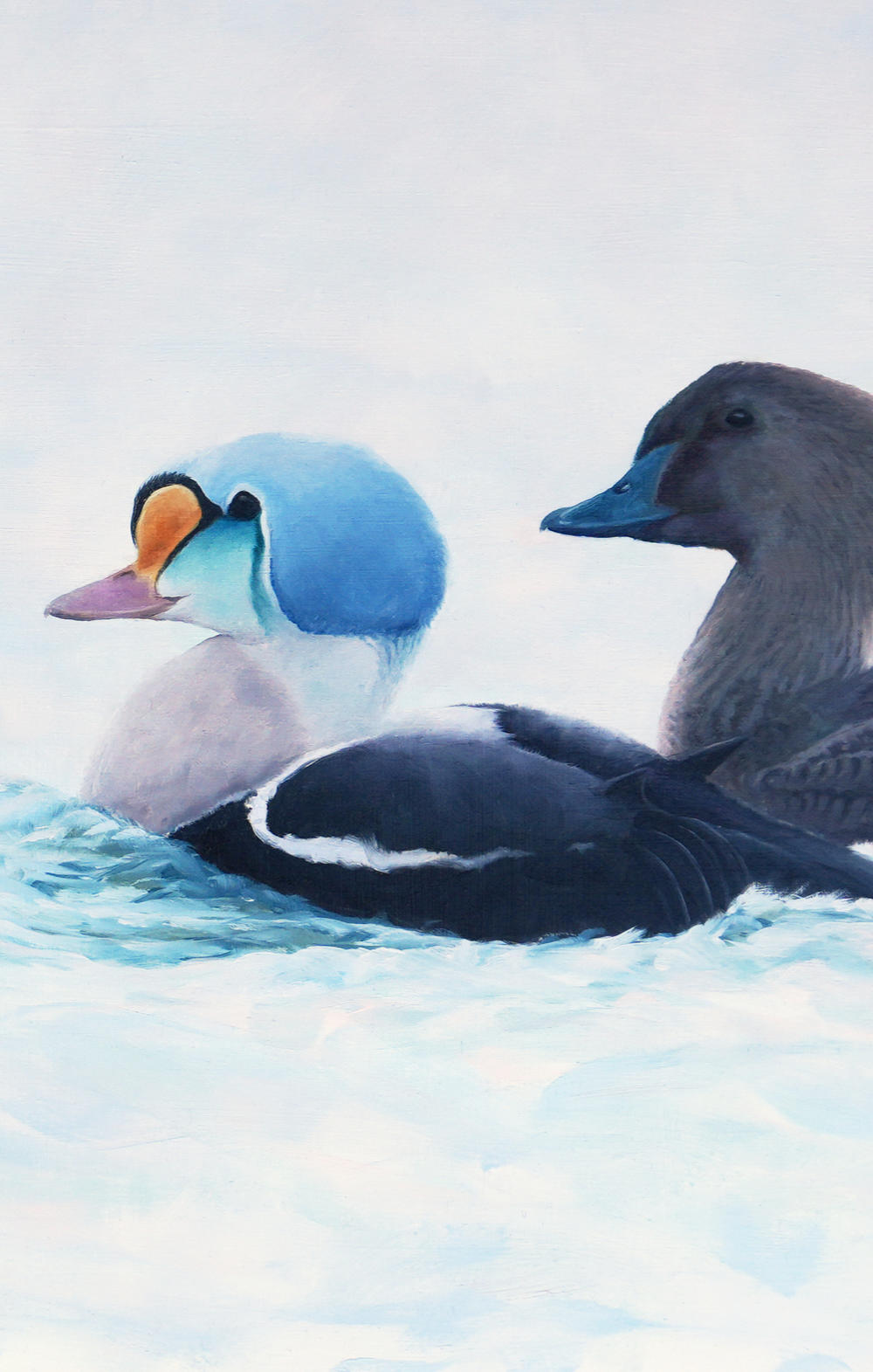 King Eiders - An Original Oil Painting By Bird Artist Chris Lodge