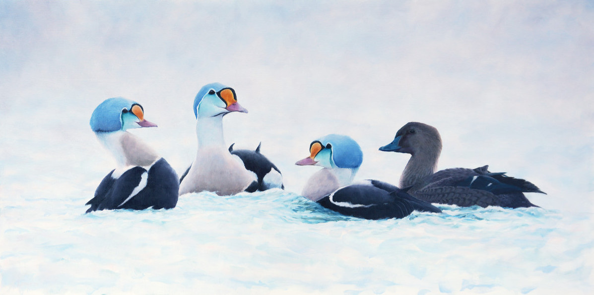 King Eider painting Bird Art by Chris Lodge