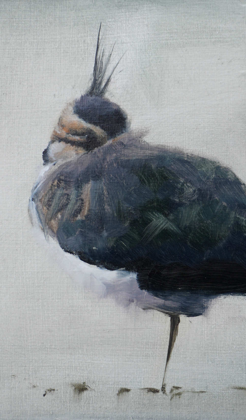 King Eiders - An Original Oil Painting By Bird Artist Chris Lodge