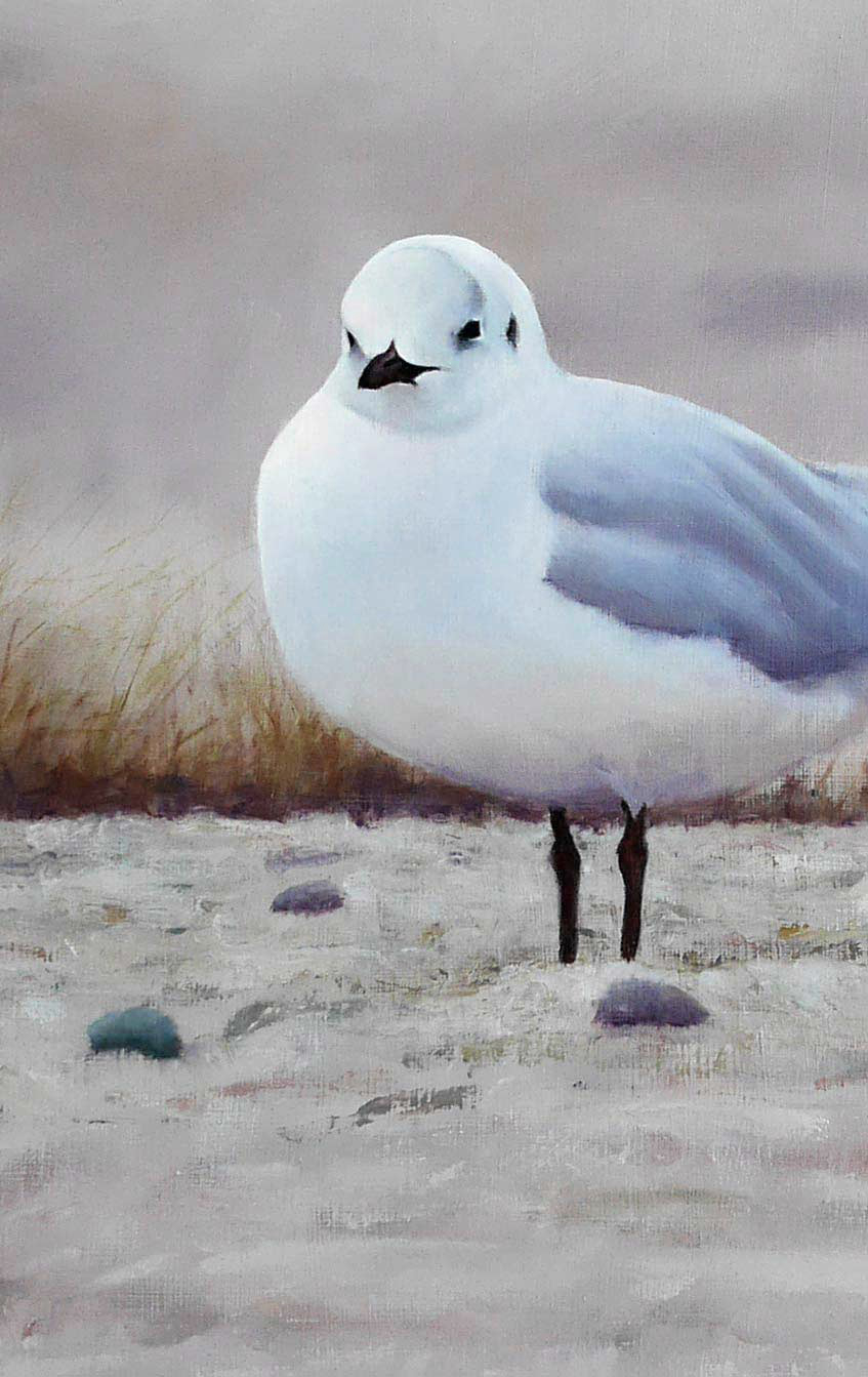 Mediterranean and Black Headed Gulls - An Original Oil Painting By Bird Artist Chris Lodge
