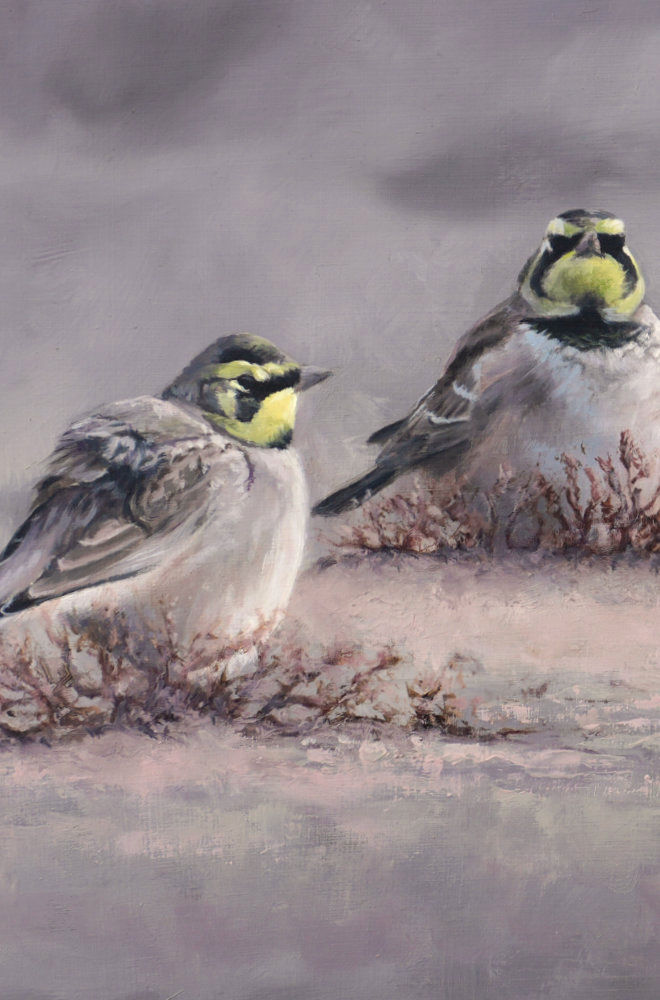Shorelarks - An Original Oil Painting By Bird Artist Chris Lodge