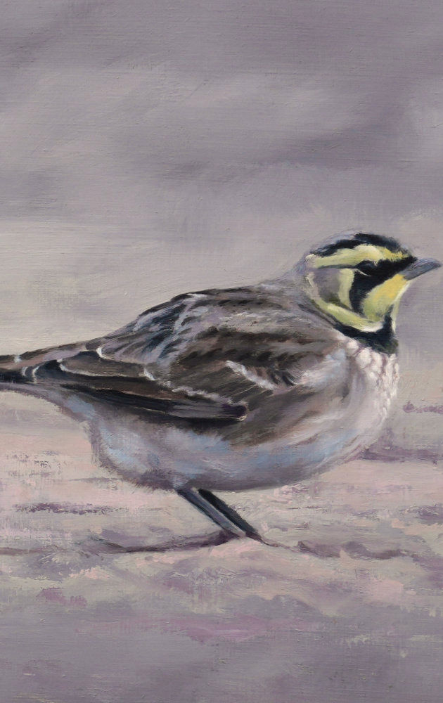 Shorelarks - An Original Oil Painting By Bird Artist Chris Lodge