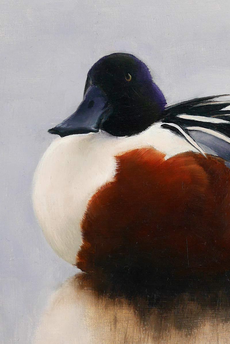 Shoveler - An Original Oil Painting By Bird Artist Chris Lodge