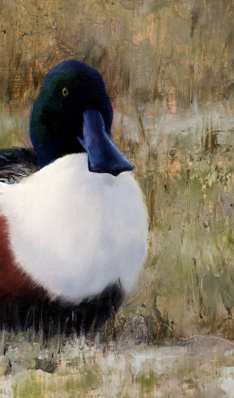 Shoveler on Marsh - An Original Oil Painting By Bird Artist Chris Lodge