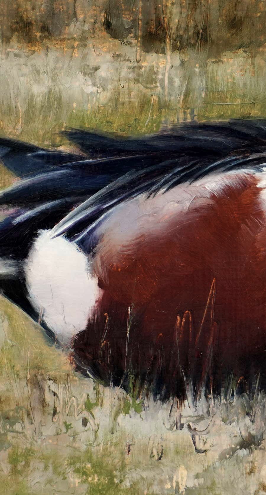 Shoveler on Marsh - An Original Oil Painting By Bird Artist Chris Lodge