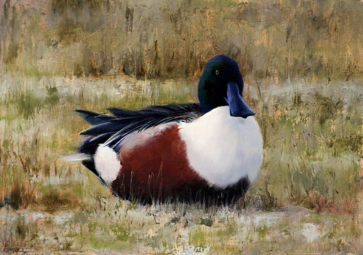 Shoveler Painting Bird Art by Chris Lodge