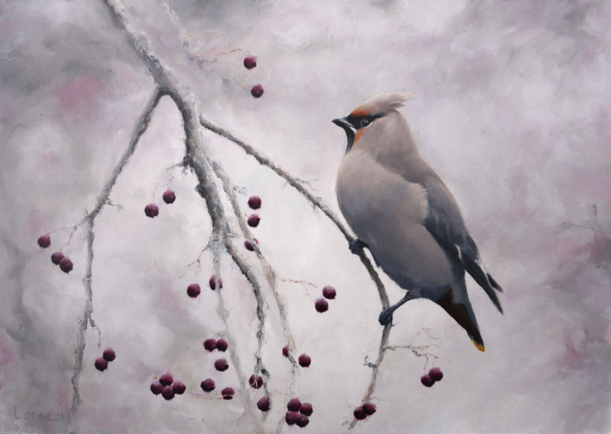 waxwing painting Bird Art by Chris Lodge