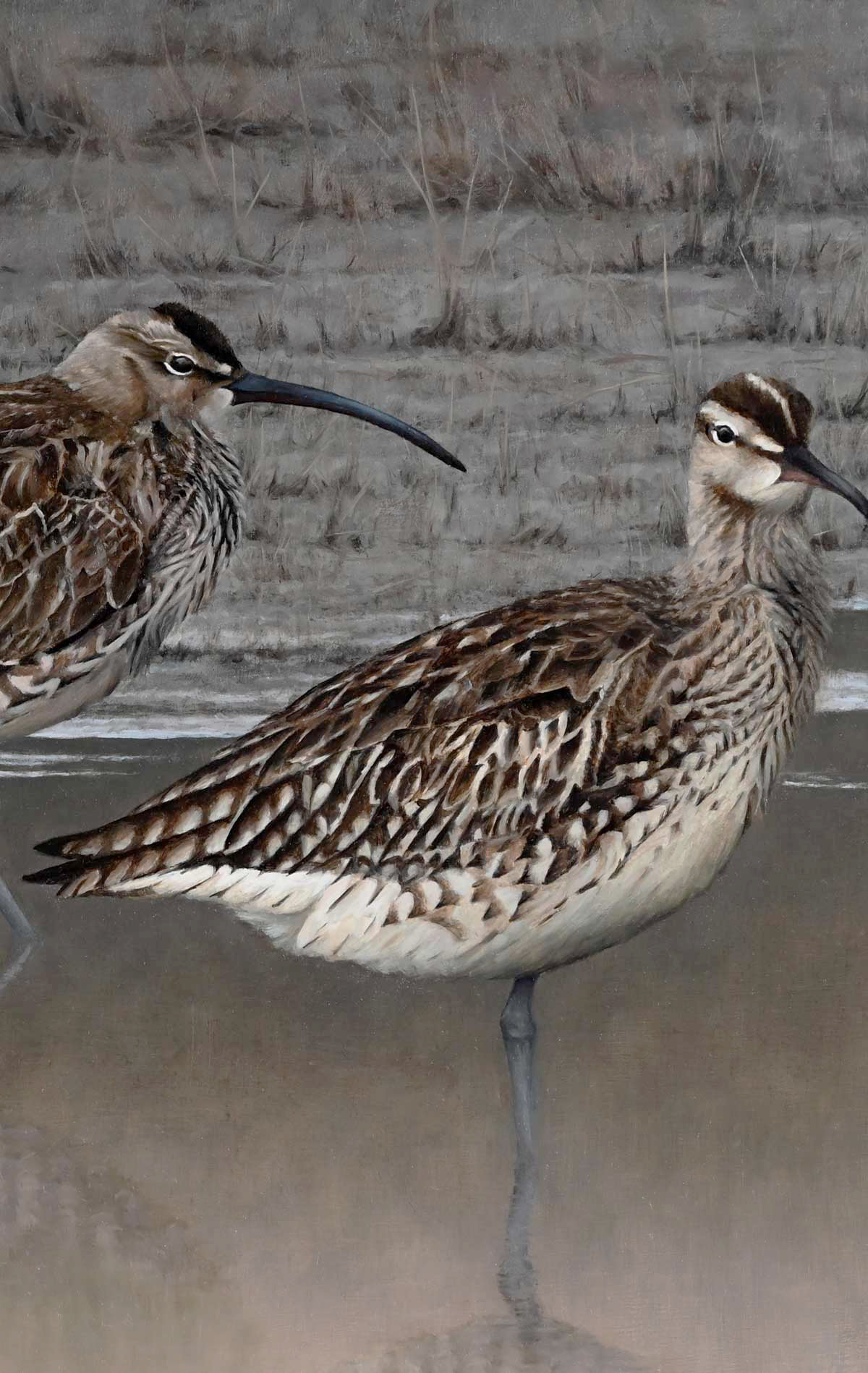 Whimbrels - Migration Rest - An Original Oil Painting By Bird Artist Chris Lodge