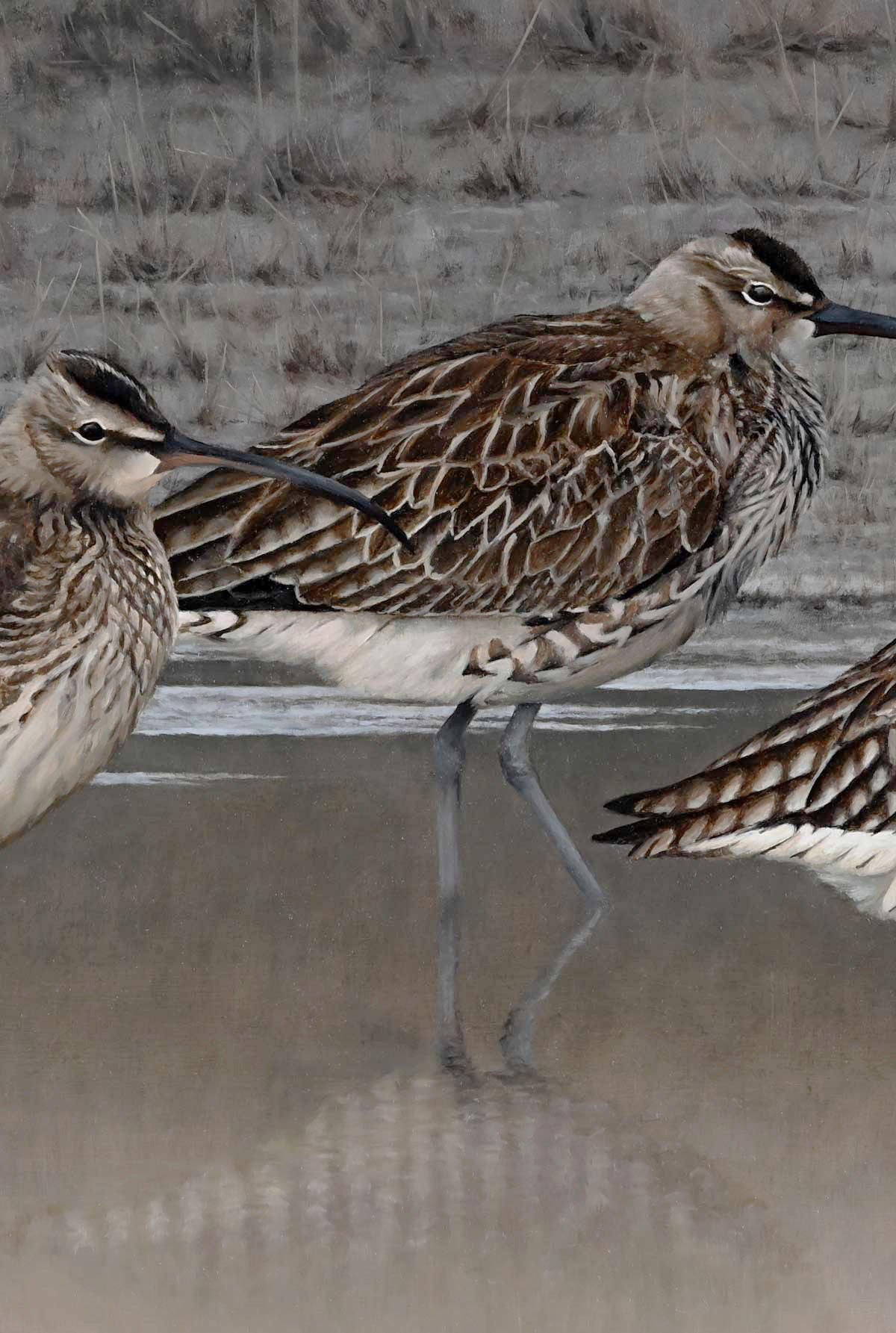 Whimbrels - Migration Rest - An Original Oil Painting By Bird Artist Chris Lodge