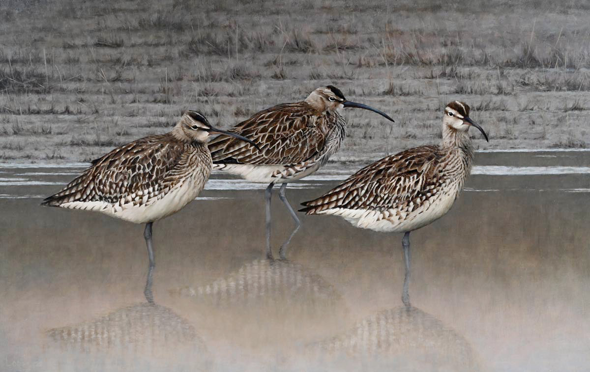 Whimbrels - Migration Rest - An Original Oil Painting By Bird Artist Chris Lodge