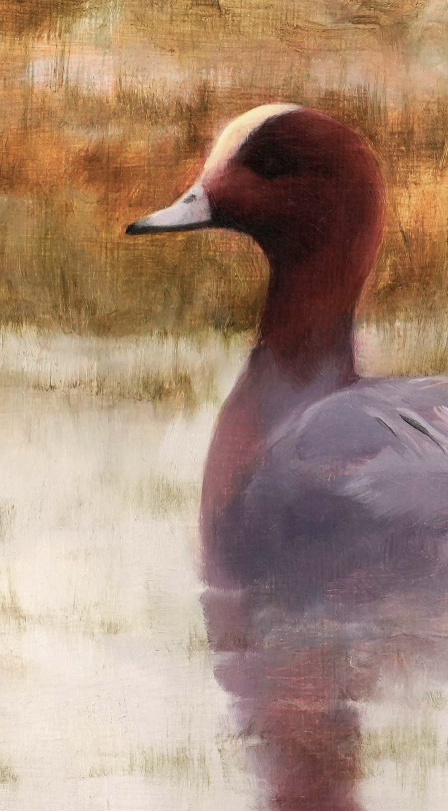 Wigeon Male - An Original Oil Painting By Bird Artist Chris Lodge