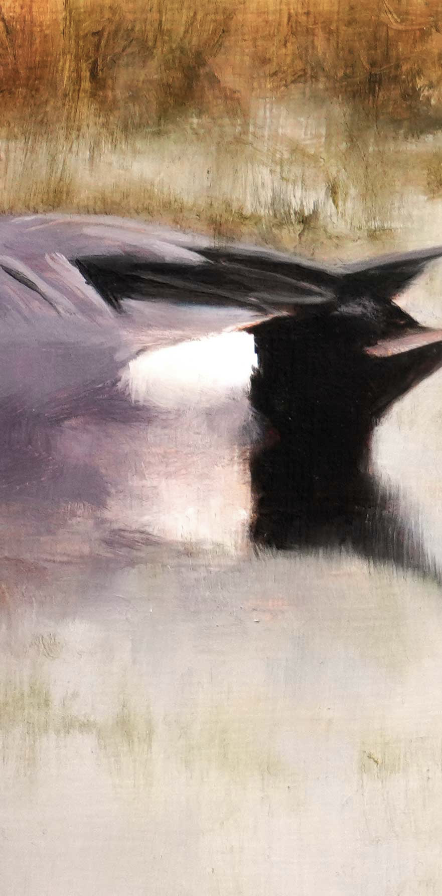 Wigeon Male - An Original Oil Painting By Bird Artist Chris Lodge