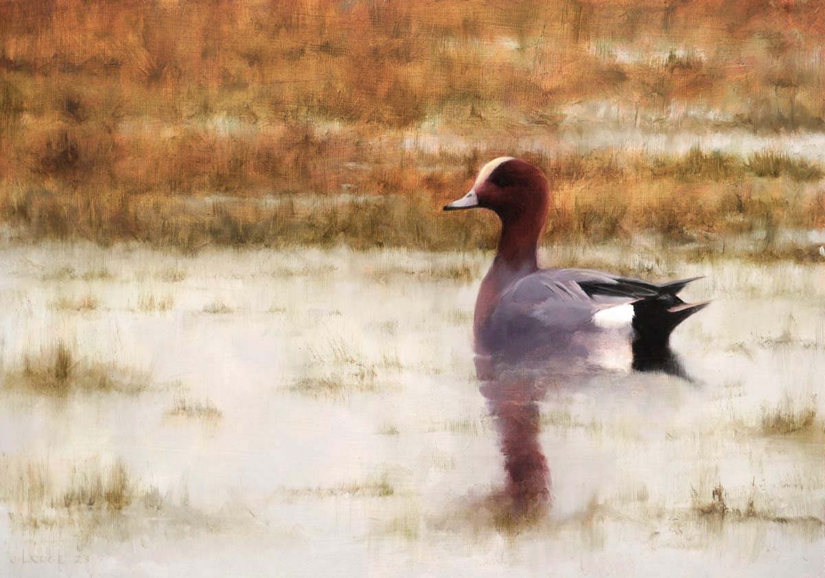 Wigeon Painting Bird Art by Chris Lodge