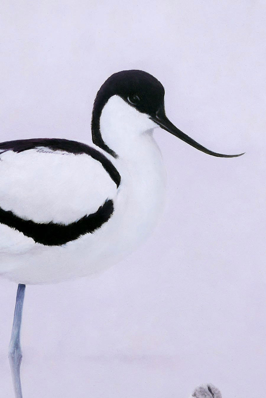 Avocet and Chicks Bird Art Print