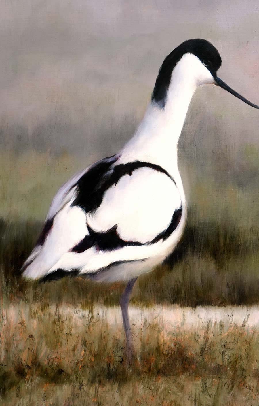 Avocet Pair Bird Art Print
