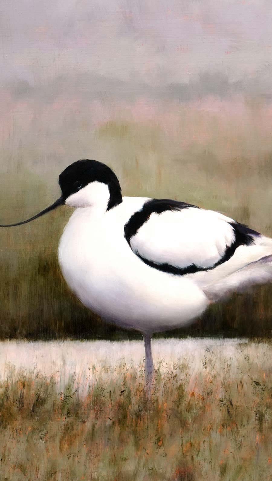 Avocet Pair Bird Art Print