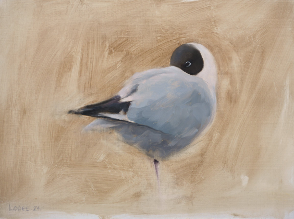 Black Headed Gull Bird Print by Chris Lodge
