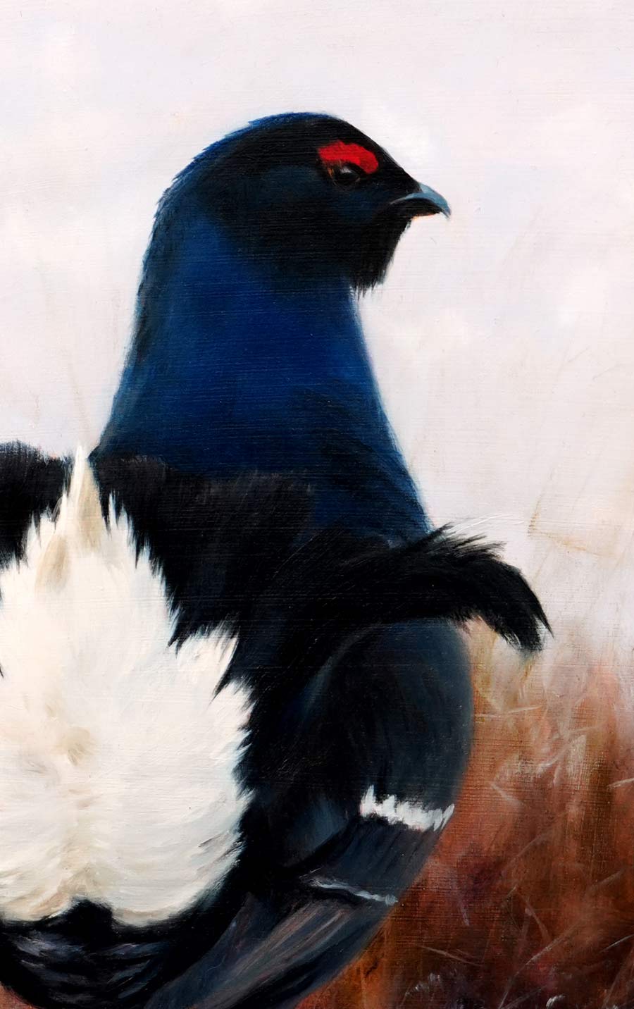 Black Grouse Bird Art Print