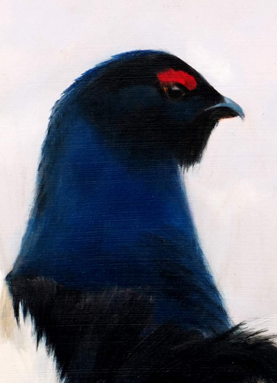 Black Grouse Bird Art Print