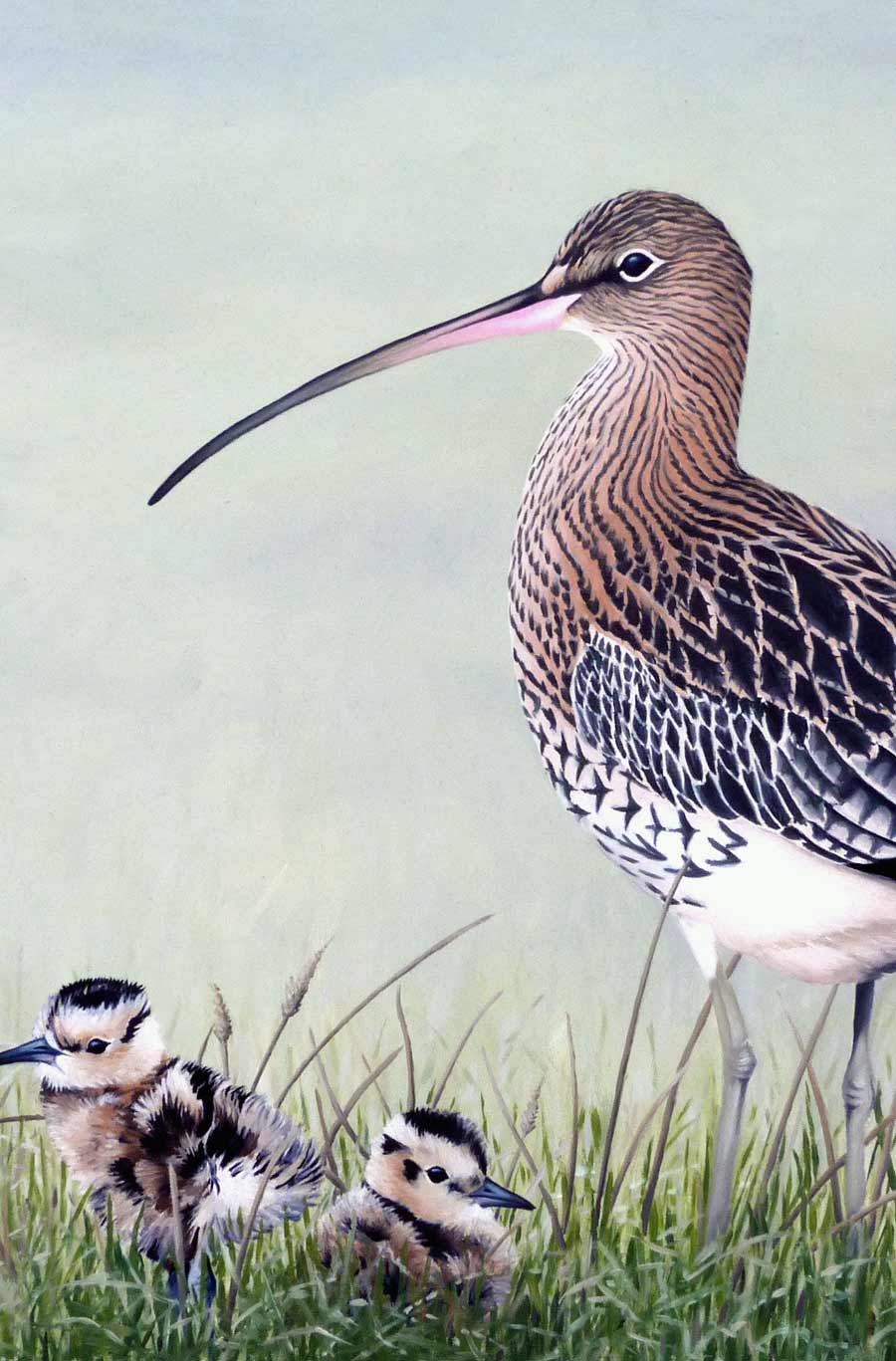 Curlew with Chicks Print By Bird Artist Chris Lodge
