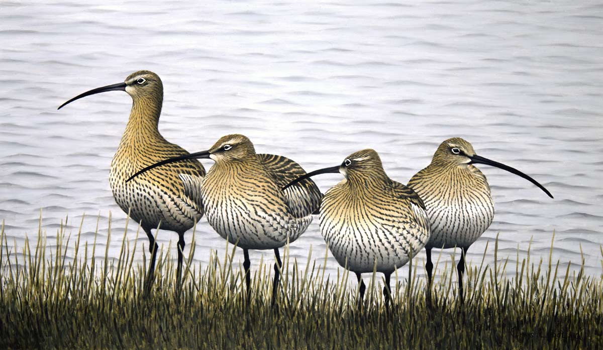 Curlew Roost Bird Print by Chris Lodge