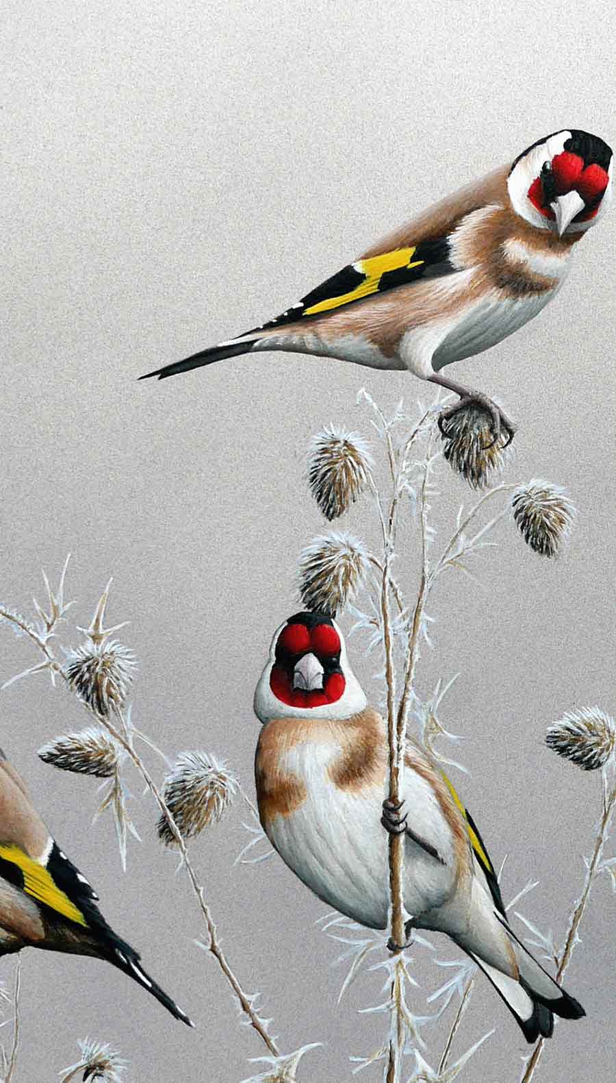 Goldfinch Print By Bird Artist Chris Lodge