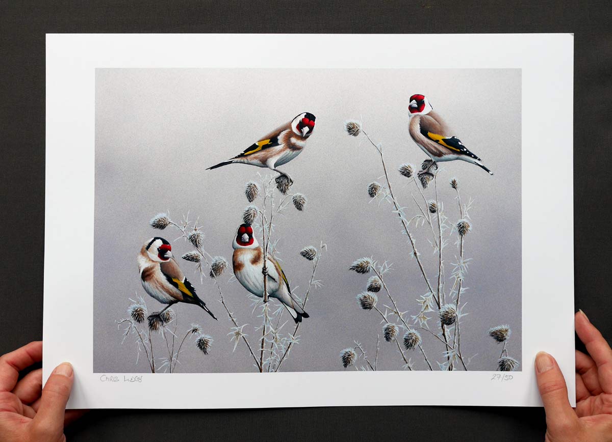 Dotterel Bird Art Print