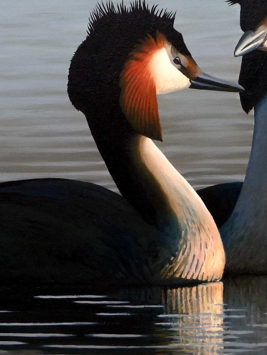 Avocets Print By Bird Artist Chris Lodge