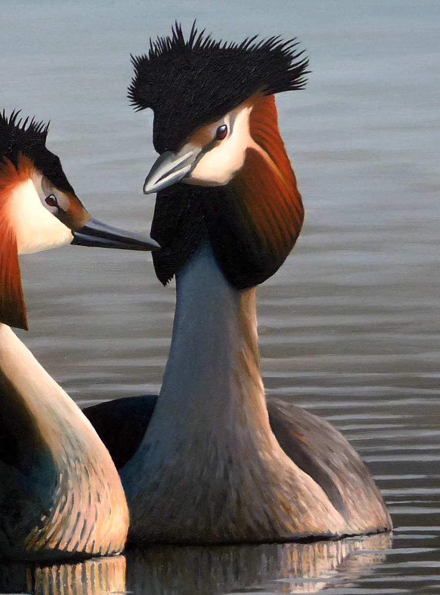 Avocets Print By Bird Artist Chris Lodge