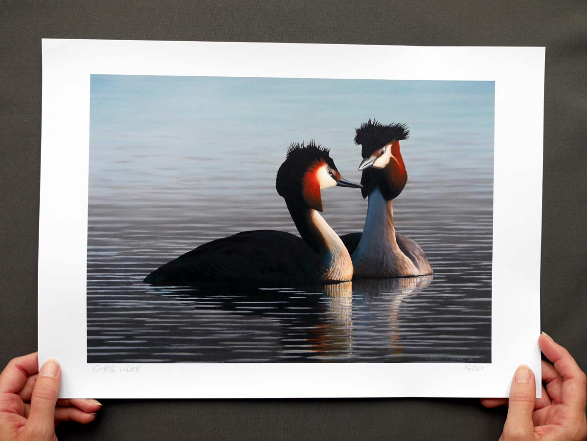 Great Crested Grebes Bird Art Print