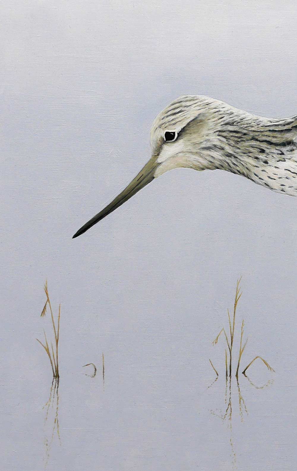 Greenshank Print By Bird Artist Chris Lodge