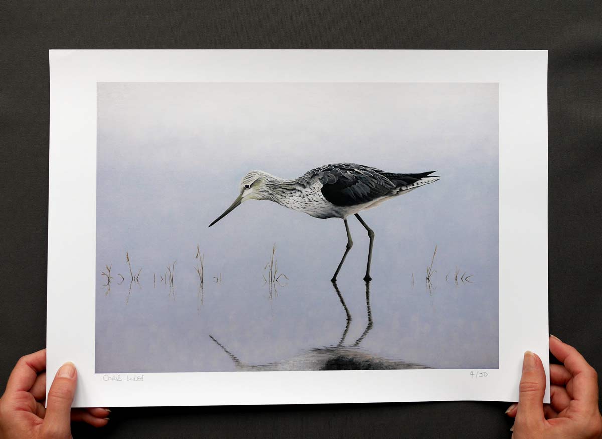 Greenshank Bird Art Print