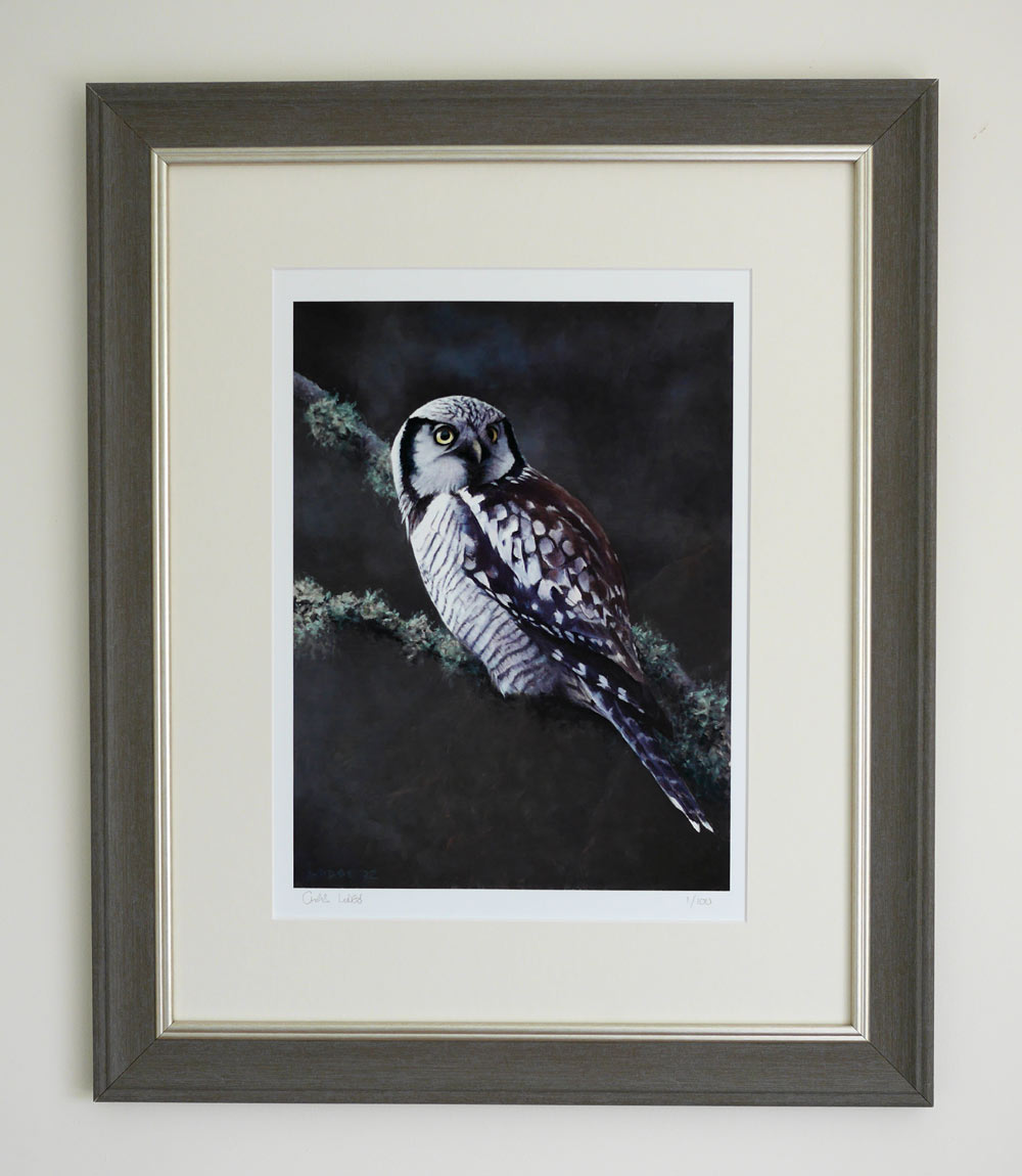 Hawk Owl Bird Art Print