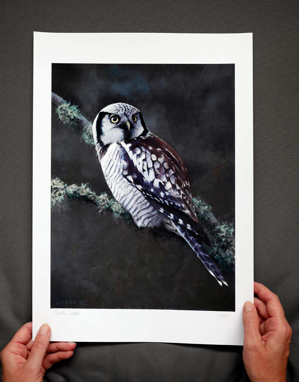 Hawk Owl Bird Art Print
