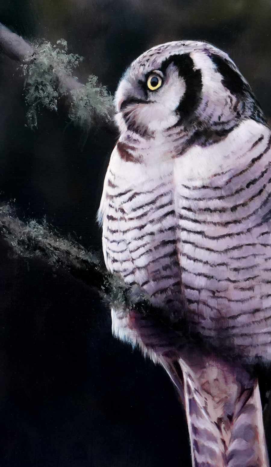 Hawk Owl Bird Art Print